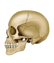 cranio-removebg-preview